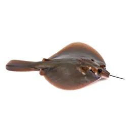 Electric ray