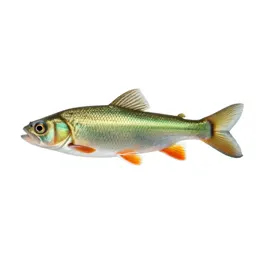 Emerald shiner