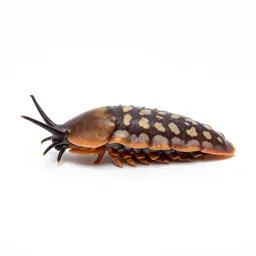 Isopod