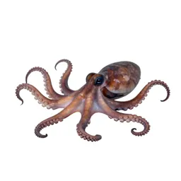 Octopod