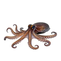 Octopus