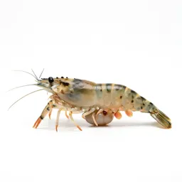 Opossum shrimp