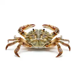 Oyster crab