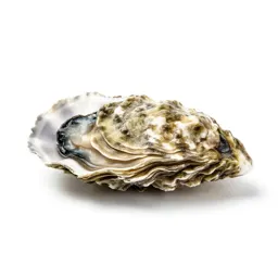 Oyster