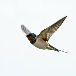 Barn swallow in flight