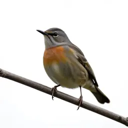 Bellbird on a branch