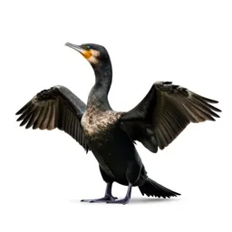 Cormorant drying its wings