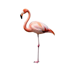 Flamingo on one leg