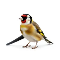 Goldfinch