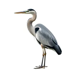Heron standing still