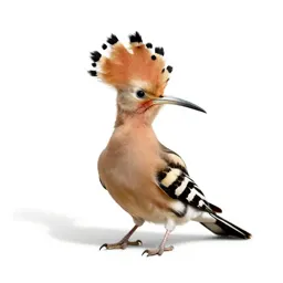 Hoopoe with its crest raised