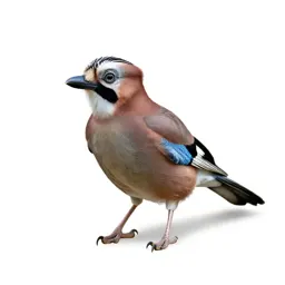 Jay with acorn