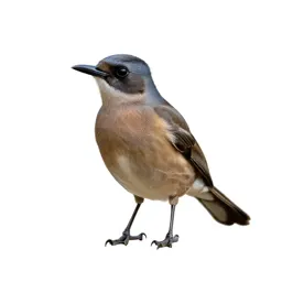 Kingbird