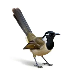 Lyrebird with its tail arched