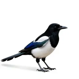 Magpie