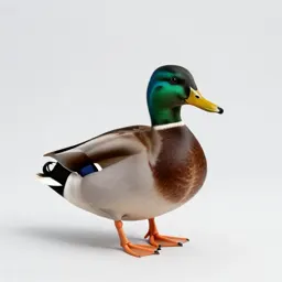 Mallard duck