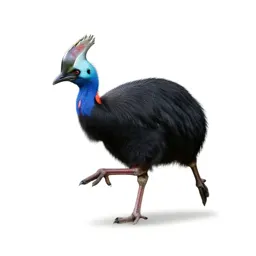 Pukeko mid-stride
