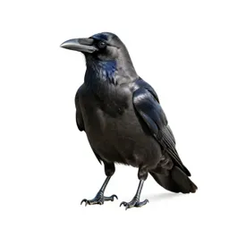 Raven