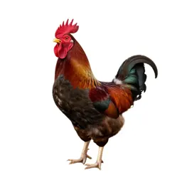 Rooster crowing