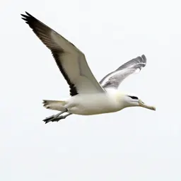 Royal albatross gliding
