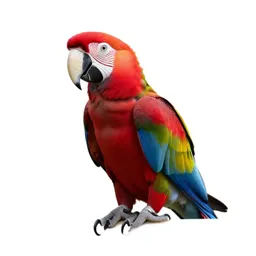 Scarlet macaw