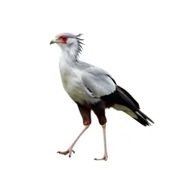 Secretary bird striding