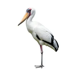 Shoebill stork