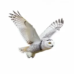 Snowy owl in flight