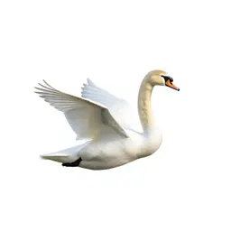 Swan gliding