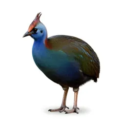 Takahe