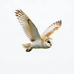 Barn owl in flight