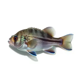 Bio-luminescent deep sea fish