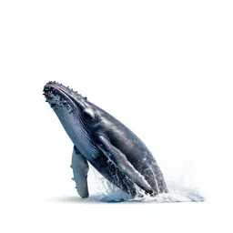 Humpback whale breaching