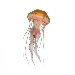 Jellyfish with long tendrils