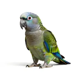 Kea parrot