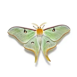 Luna moth