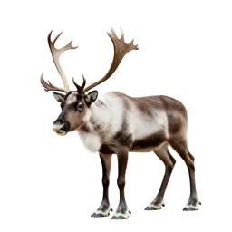 Reindeer with full antlers