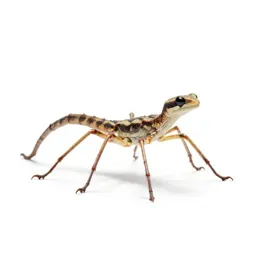 Six-legged desert strider