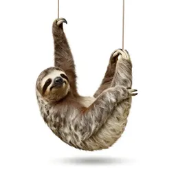 Sloth hanging