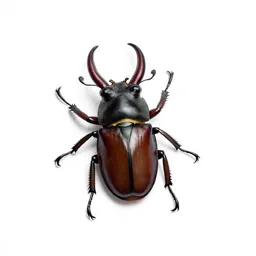 Stag beetle