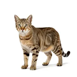 Sabre-toothed cat