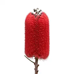 Banksia flower