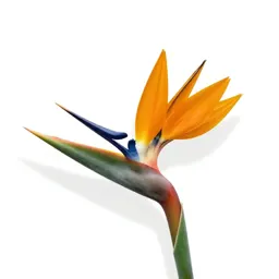 Bird of paradise flower
