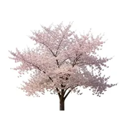 Cherry blossom cluster