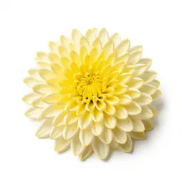 Chrysanthemum