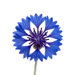 Cornflower