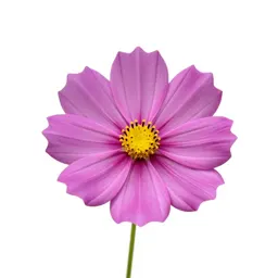 Cosmos flower