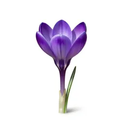 Crocus