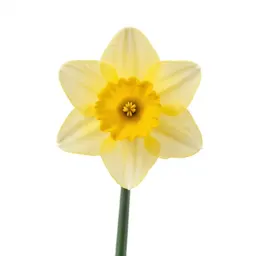 Daffodil