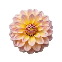 Dahlia with tight petals